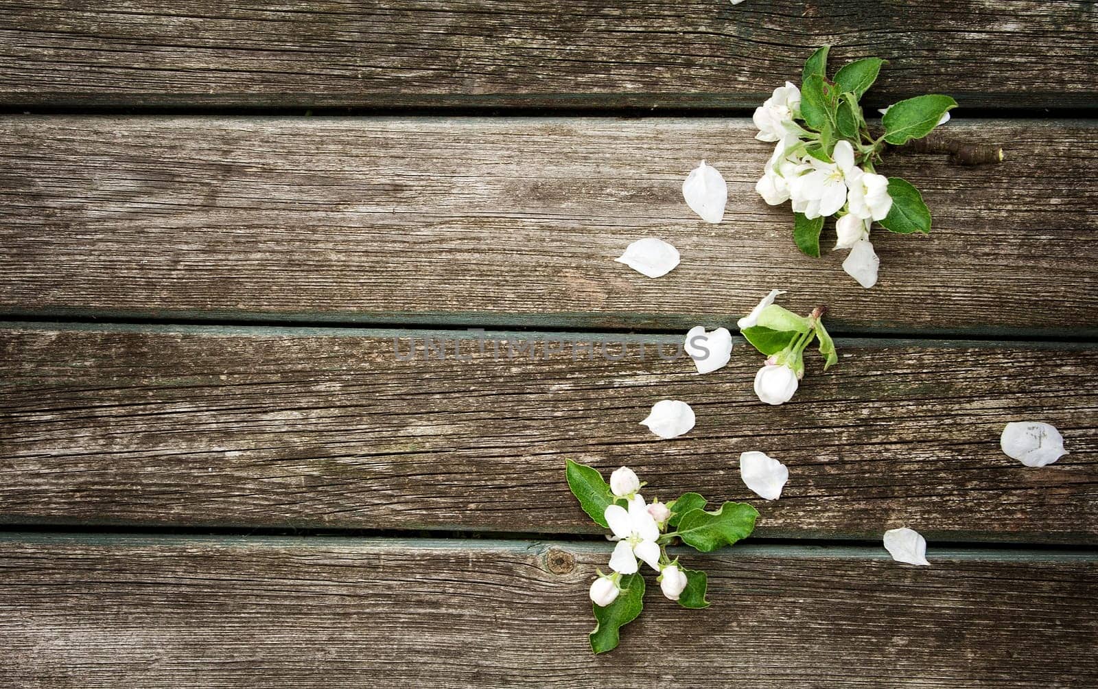 fresh apple flowers on old wooden board