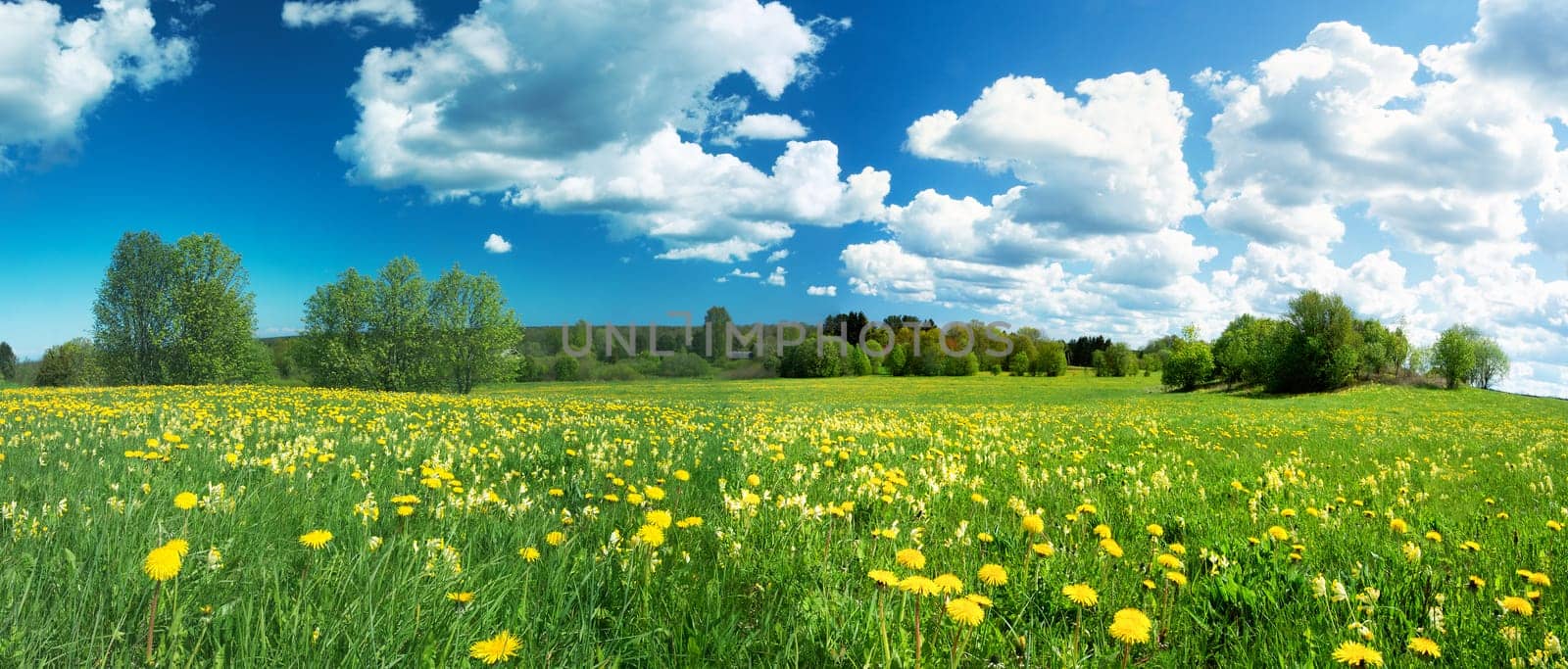 Green field with yellow dandelions and blue sky