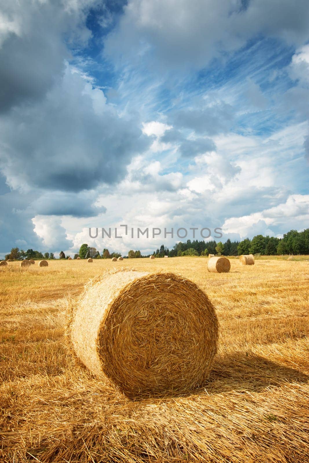 Hay bales on the field with blue sky