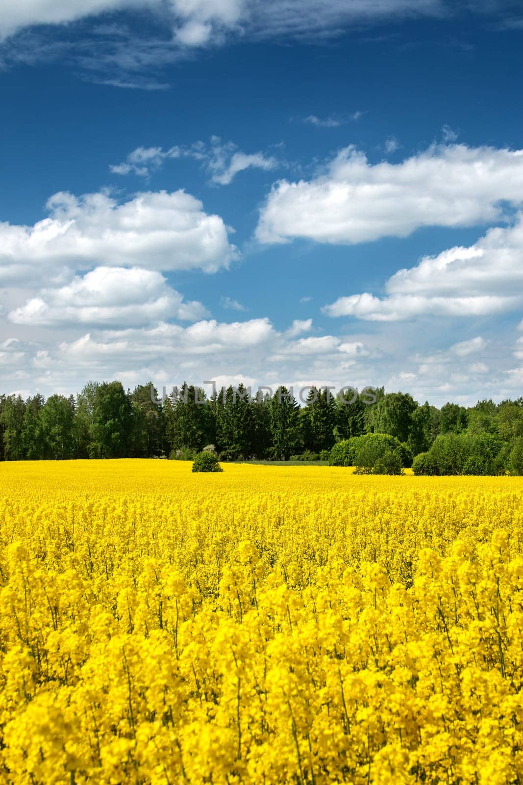 yellow rapeseed field with beautiul clouds in the sky