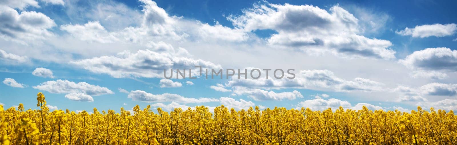 yellow rapeseed field panorama with beautiul sky