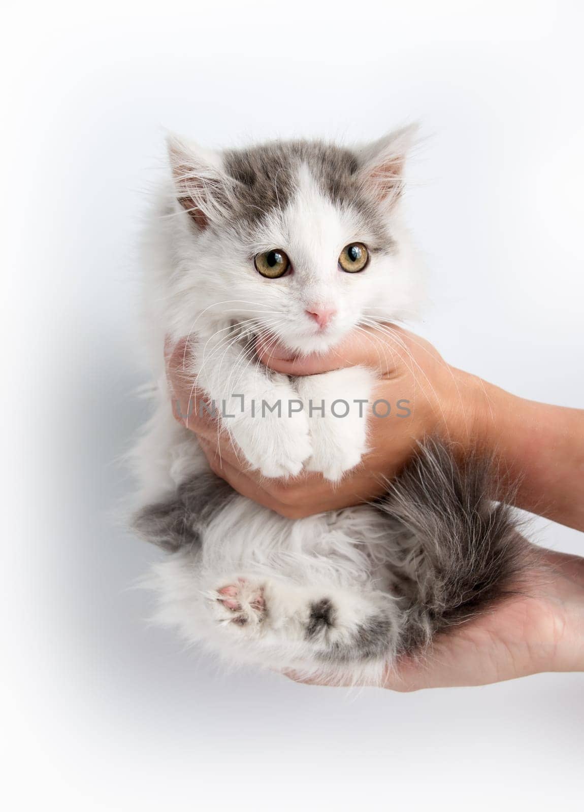 cute gray striped kitten playing with a boot