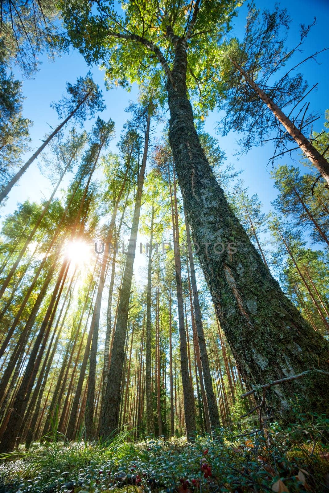 pine forest panorama with sunbeams on september