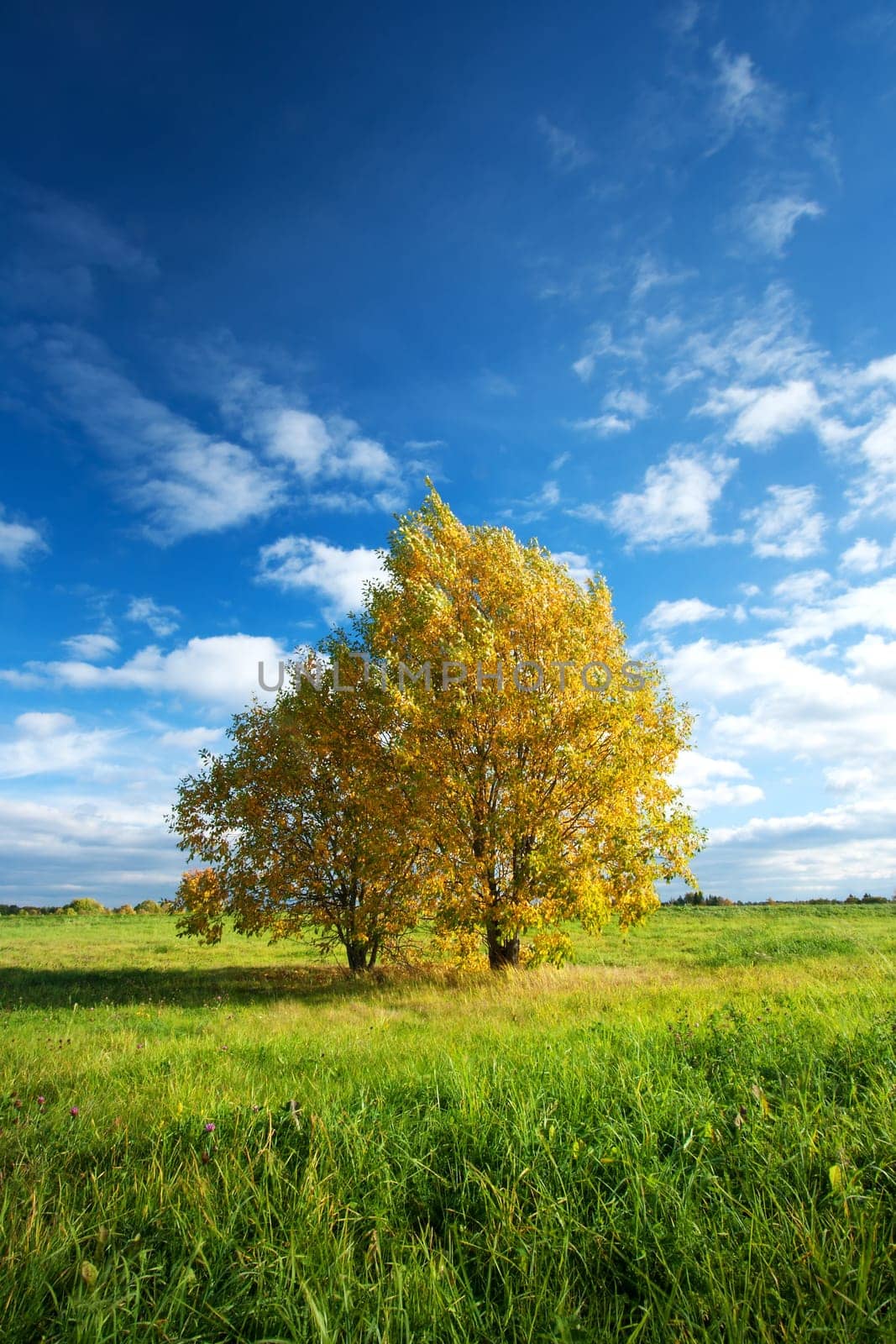 Lonely maple with multicolored leaves on the field