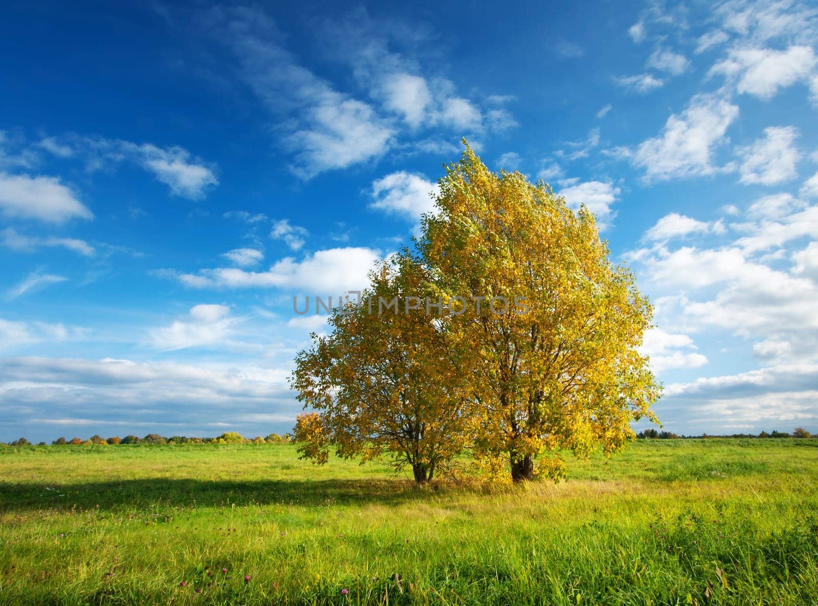 Lonely maple with multicolored leaves on the field