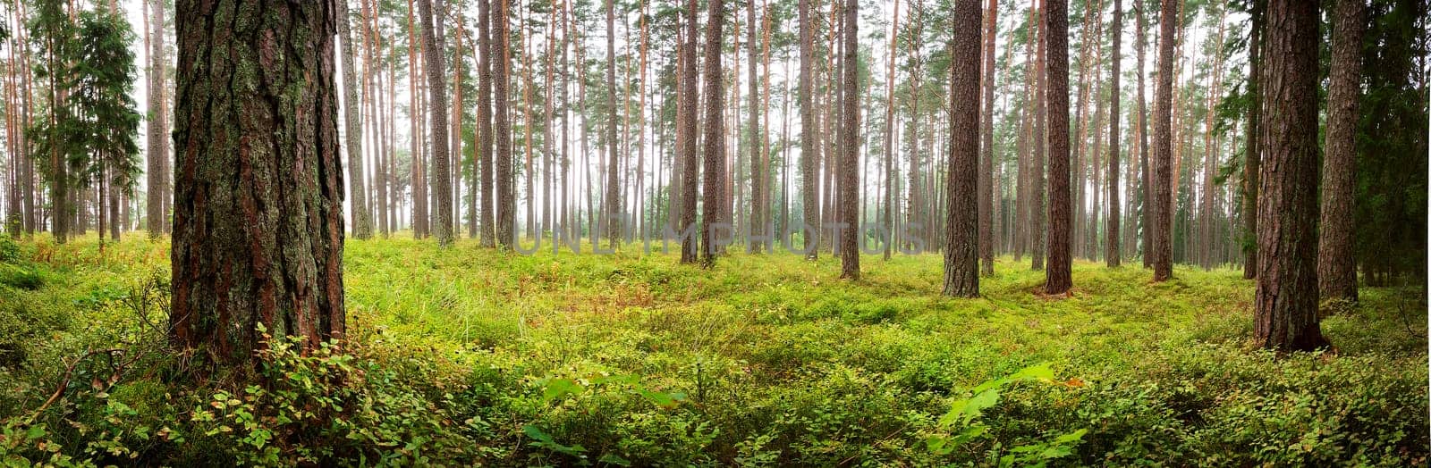 Lahemaa national park forest panorama in early september