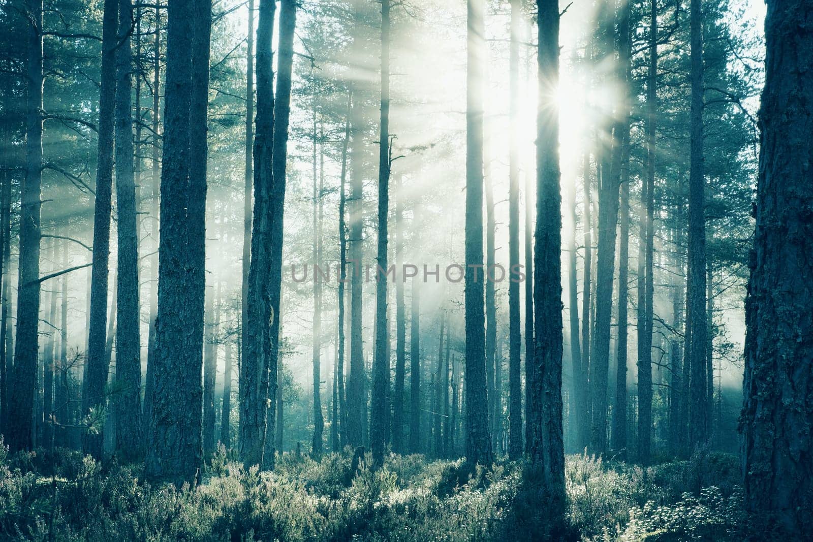 Coniferous forest with morning sun shining in the morning