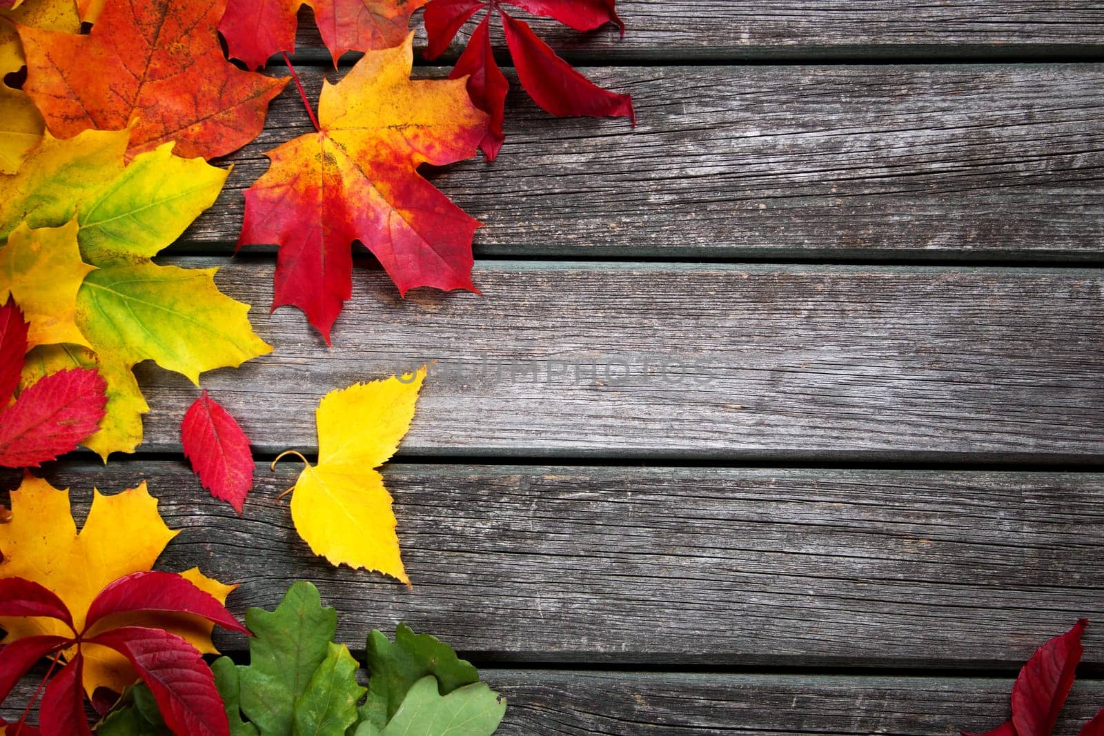 Multicolored leaves on old weathered wooden background