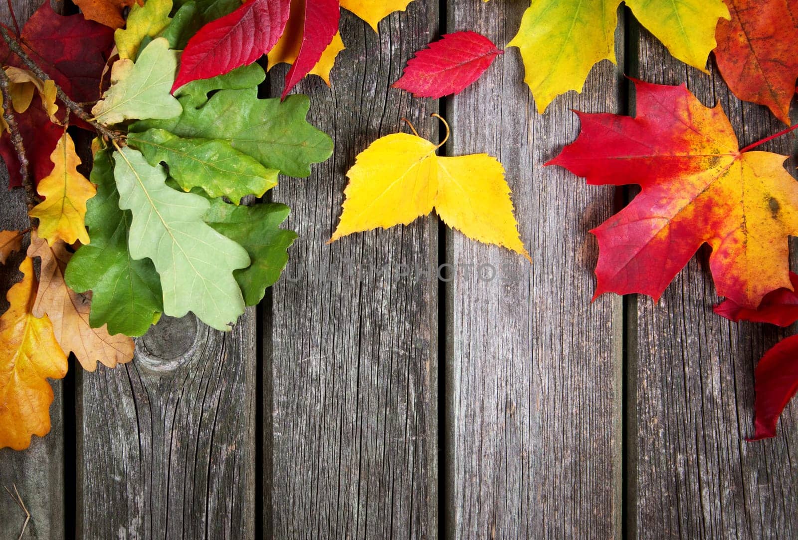 Multicolored leaves on old weathered wooden background