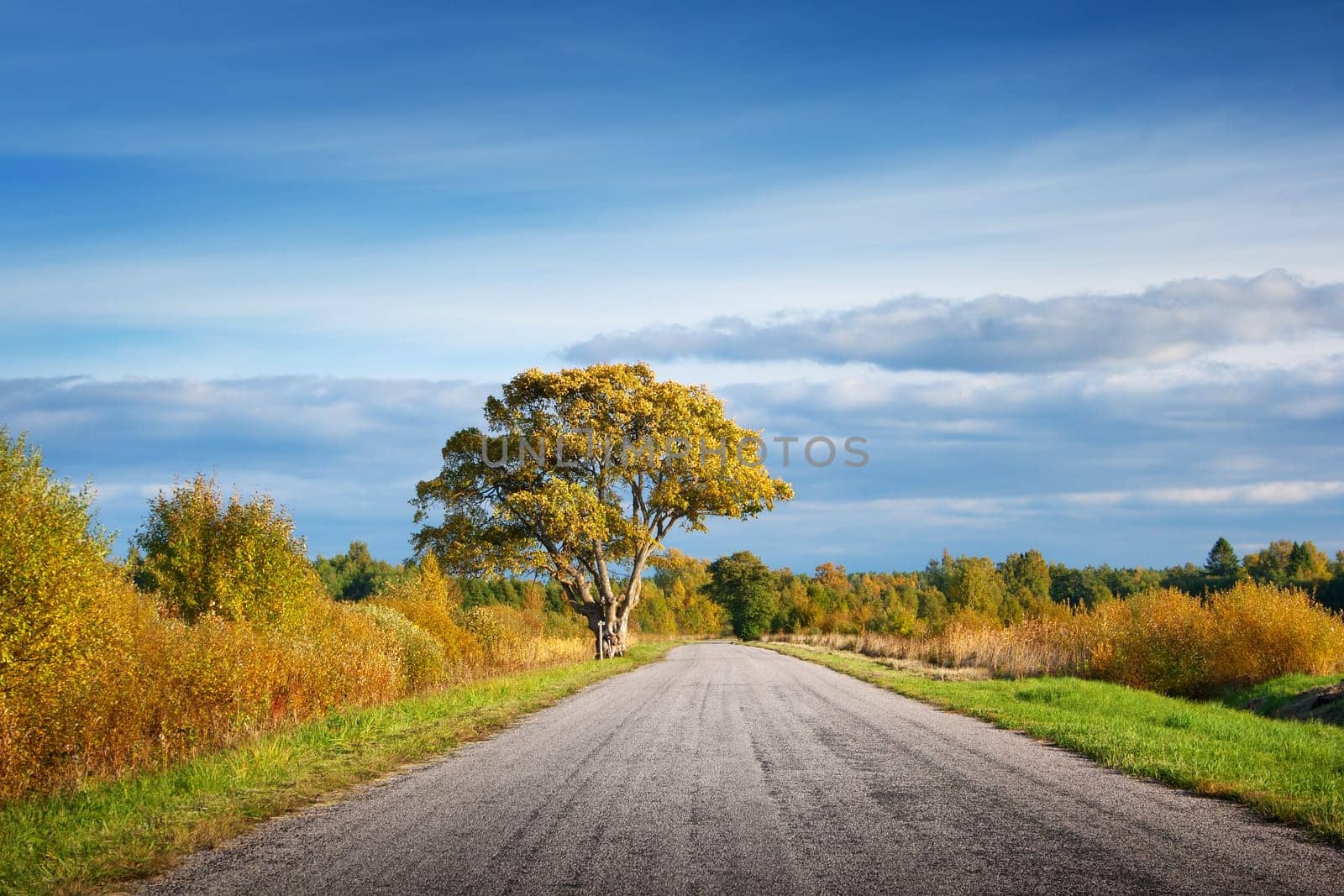 Elm tree on the road side in autumn