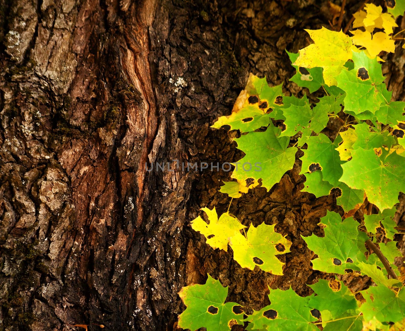 Multicolored maple leaves and maple trunk in autumn