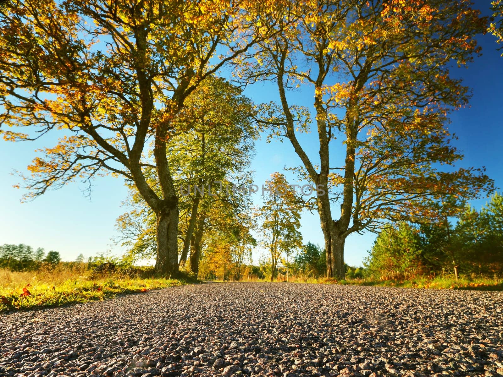 beautiful trees on the road side in autumn