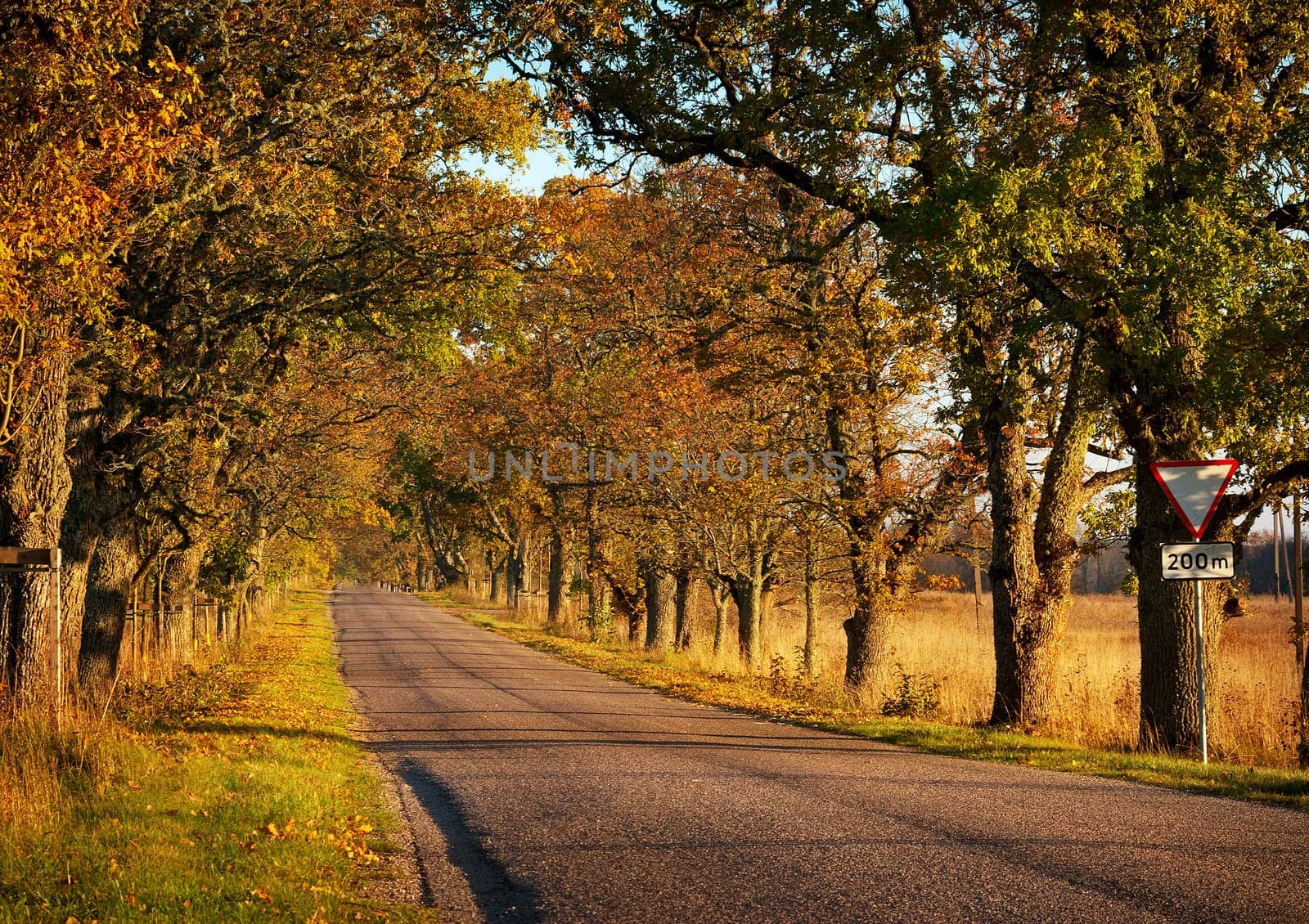 old asphalt road with beautiful trees on the sides in autumn