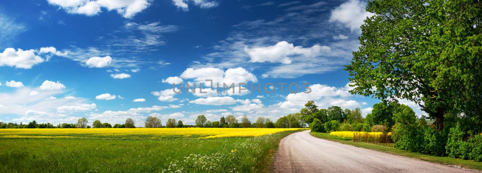 Asphalt road near a field with beautiful rapeseed flowers