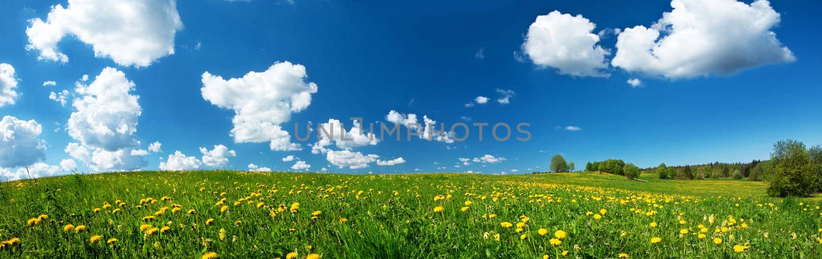 Green field with yellow dandelions and blue sky