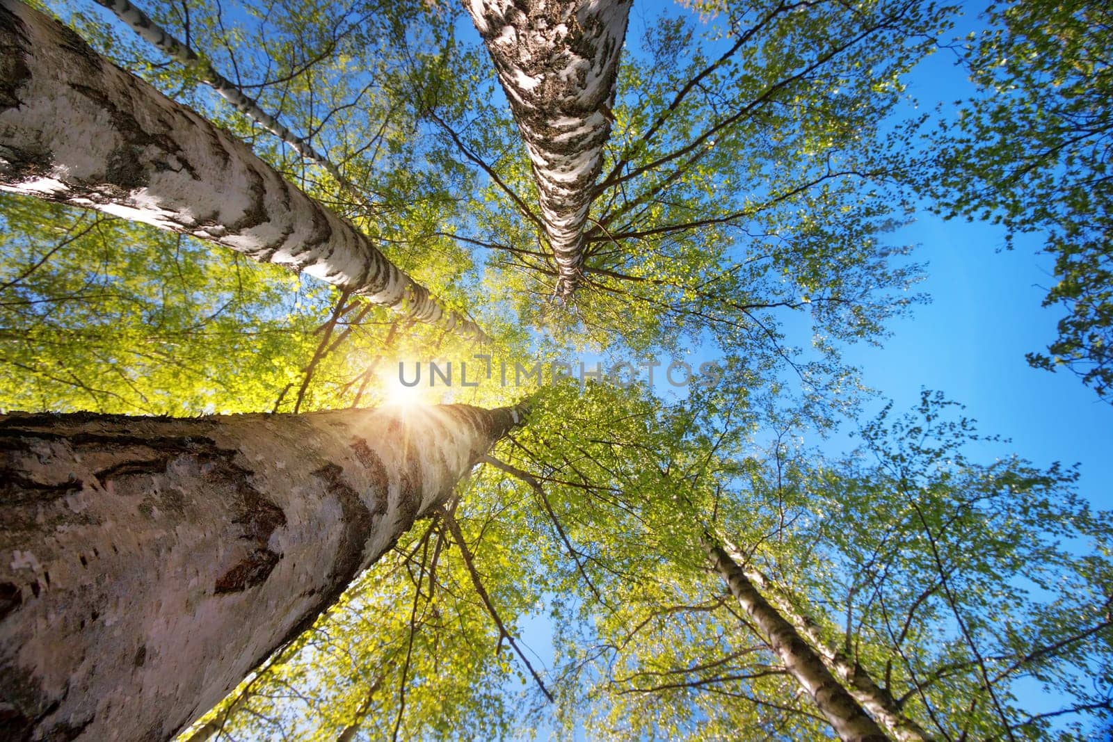 birch tree foliage in morning light with sunlight