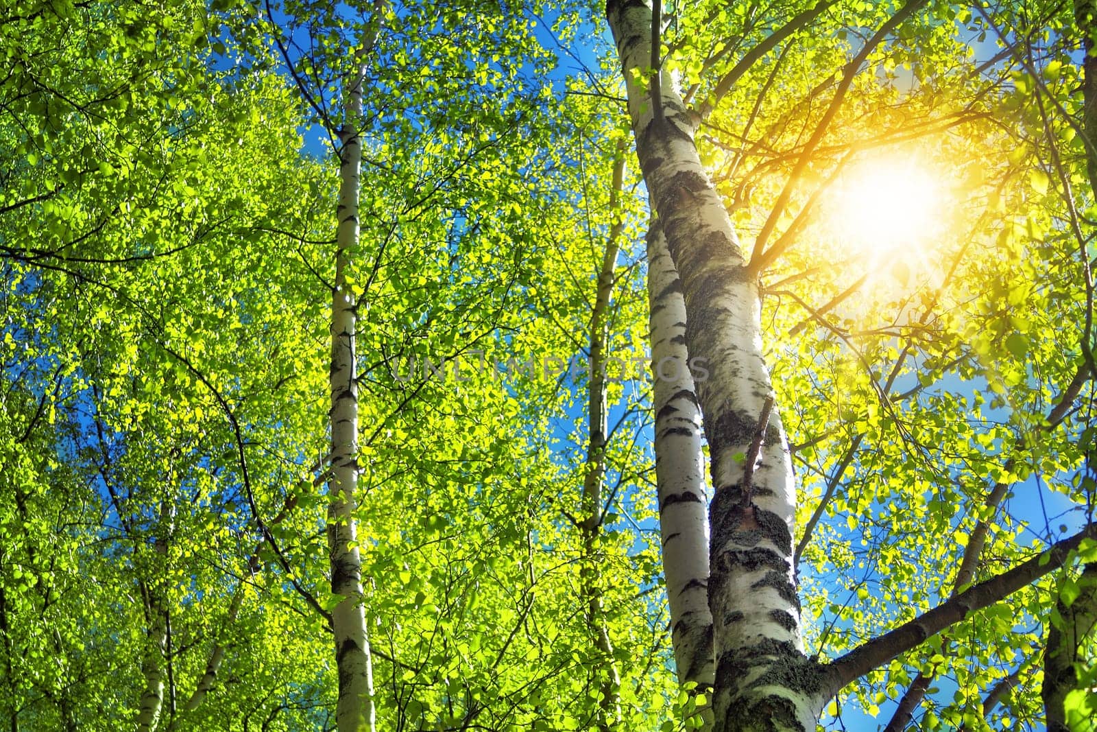 birch tree foliage in morning light with sunlight