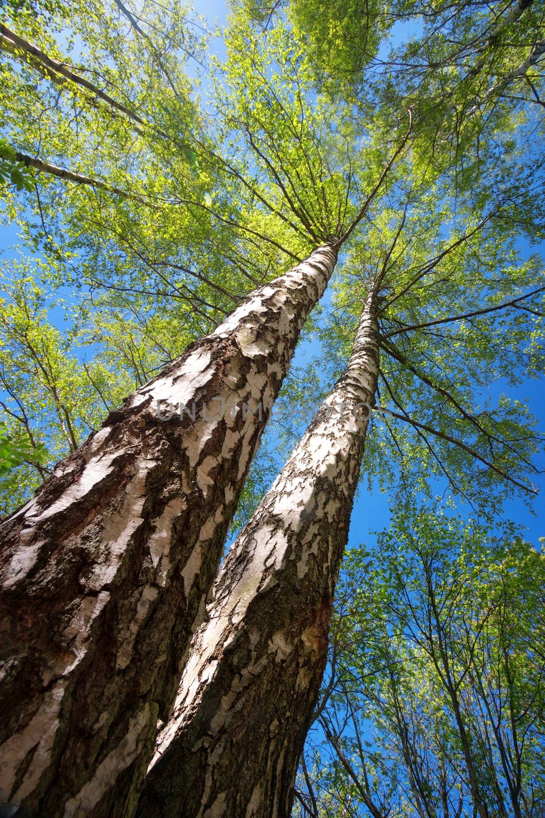 birch tree foliage in morning light with sunlight