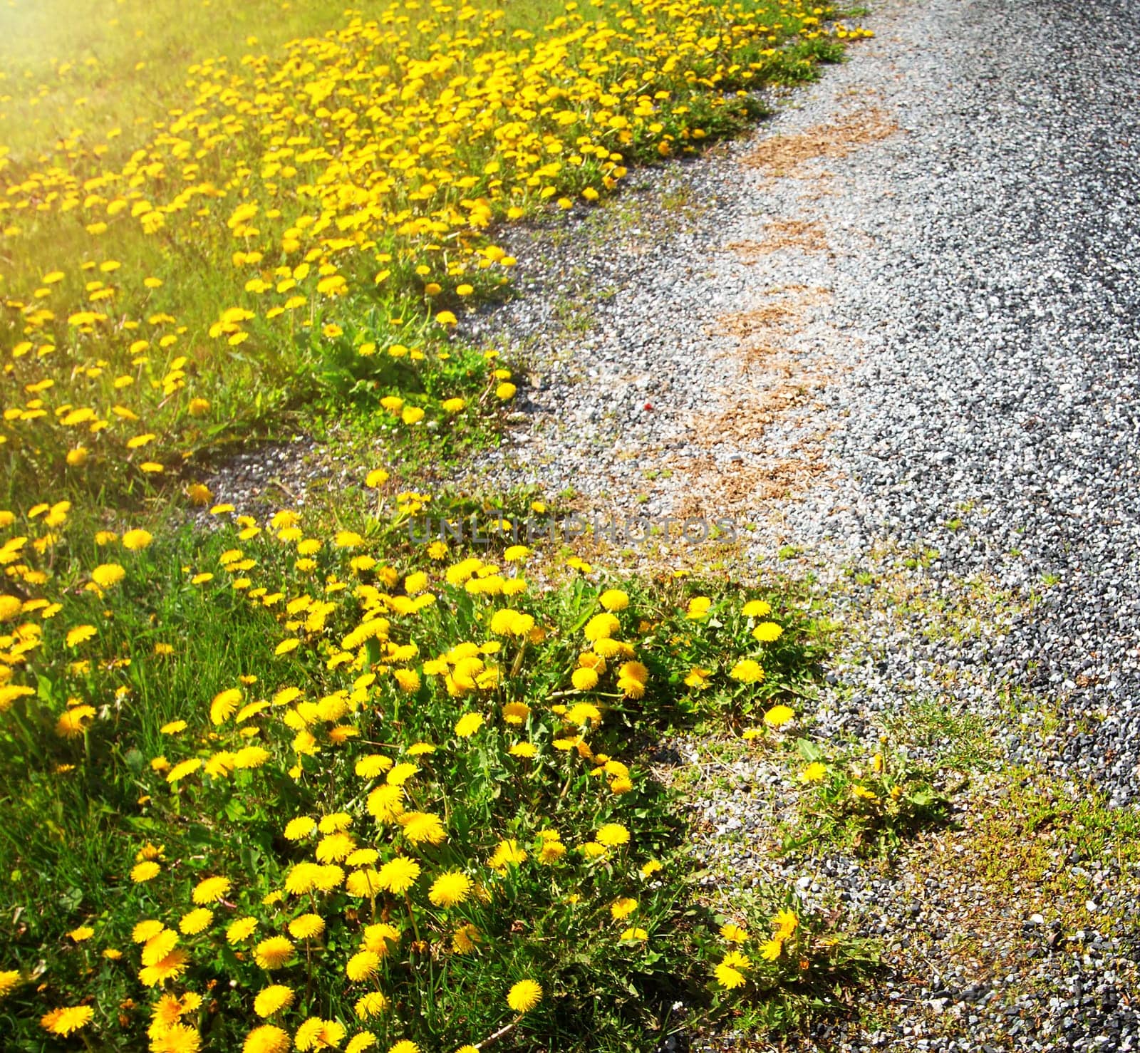 Car moving on country road at field with dandelions