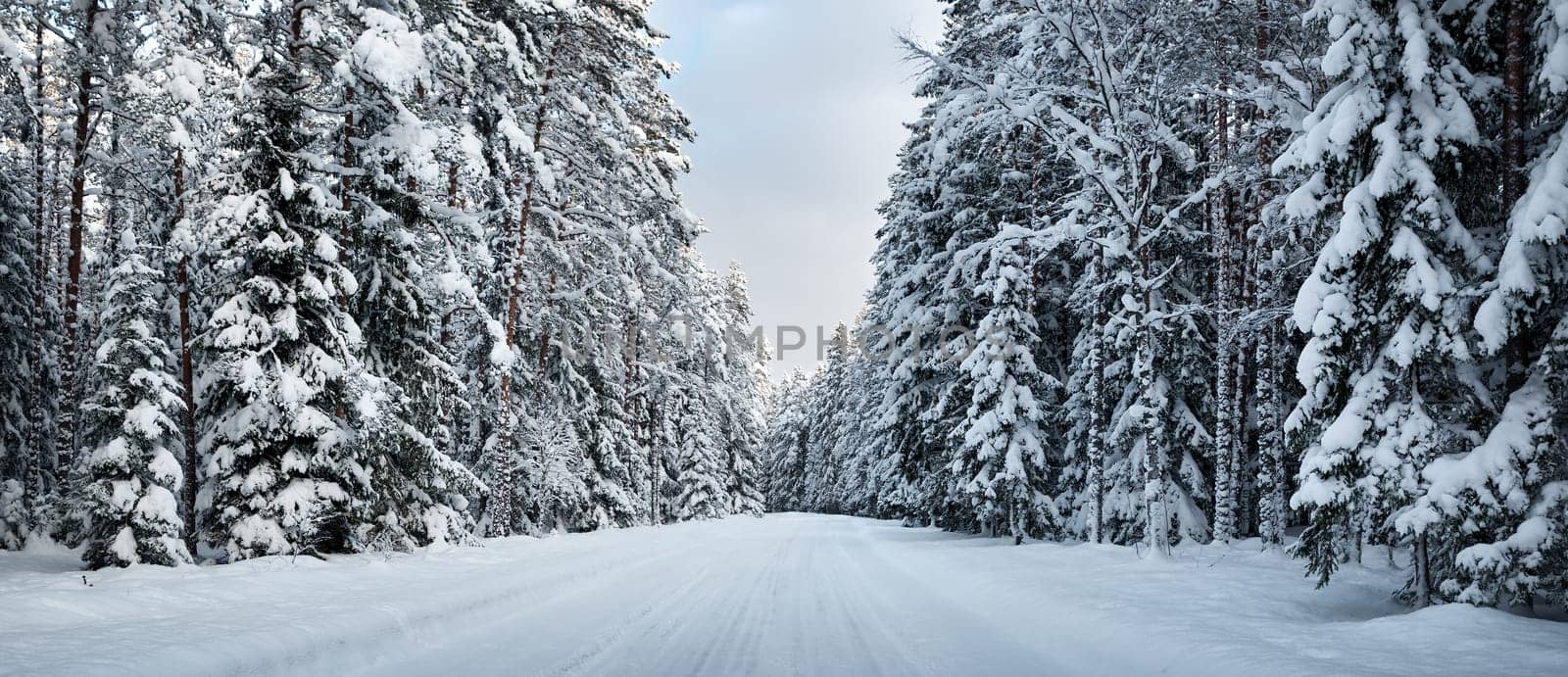 winter panorama on the road through coniferous forest