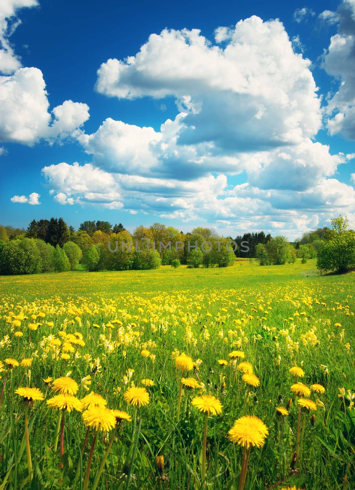 Field with yellow dandelions and blue sky