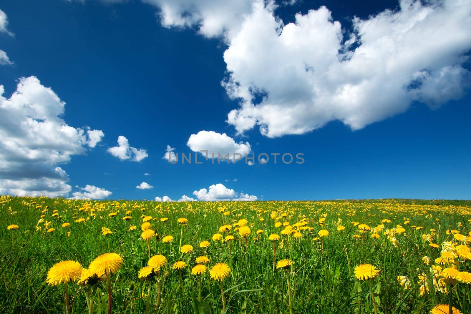 Field with yellow dandelions and blue sky