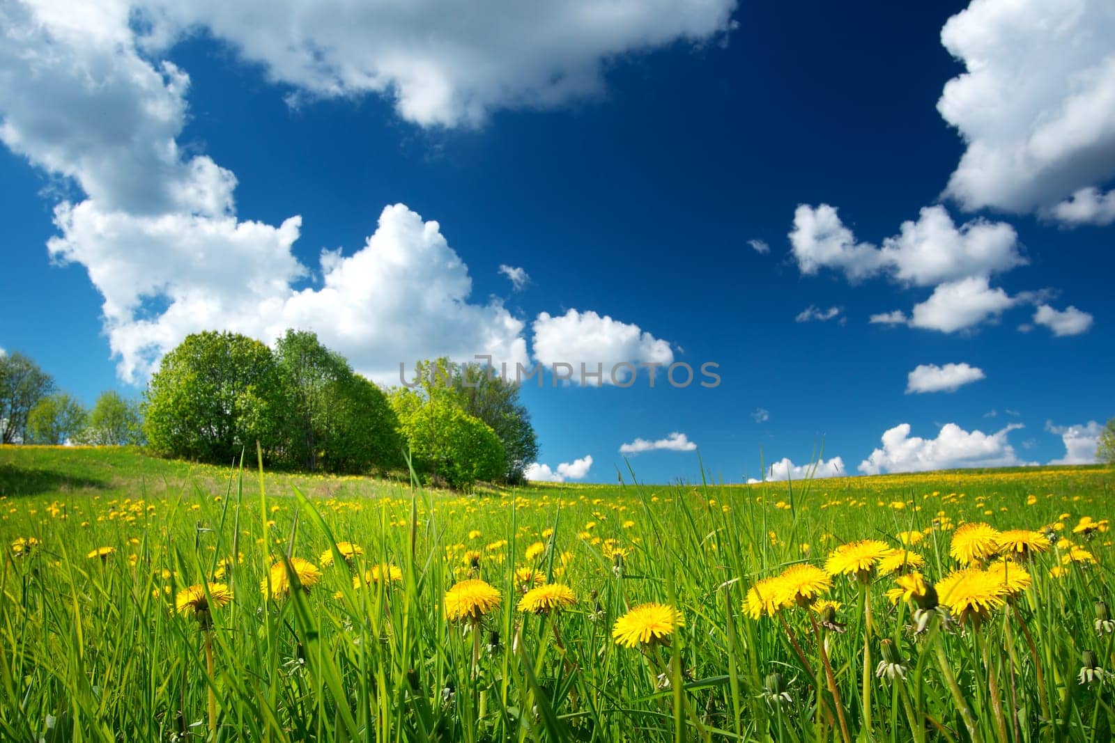 Field with yellow dandelions and blue sky