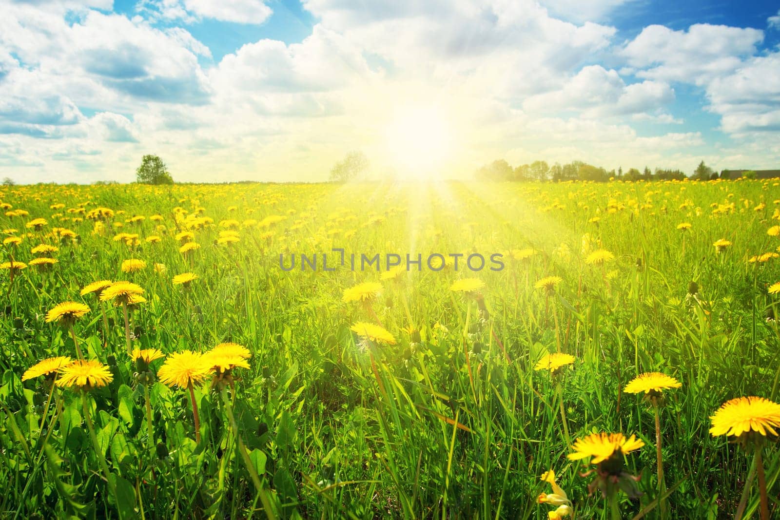 Field with yellow dandelions and blue sky