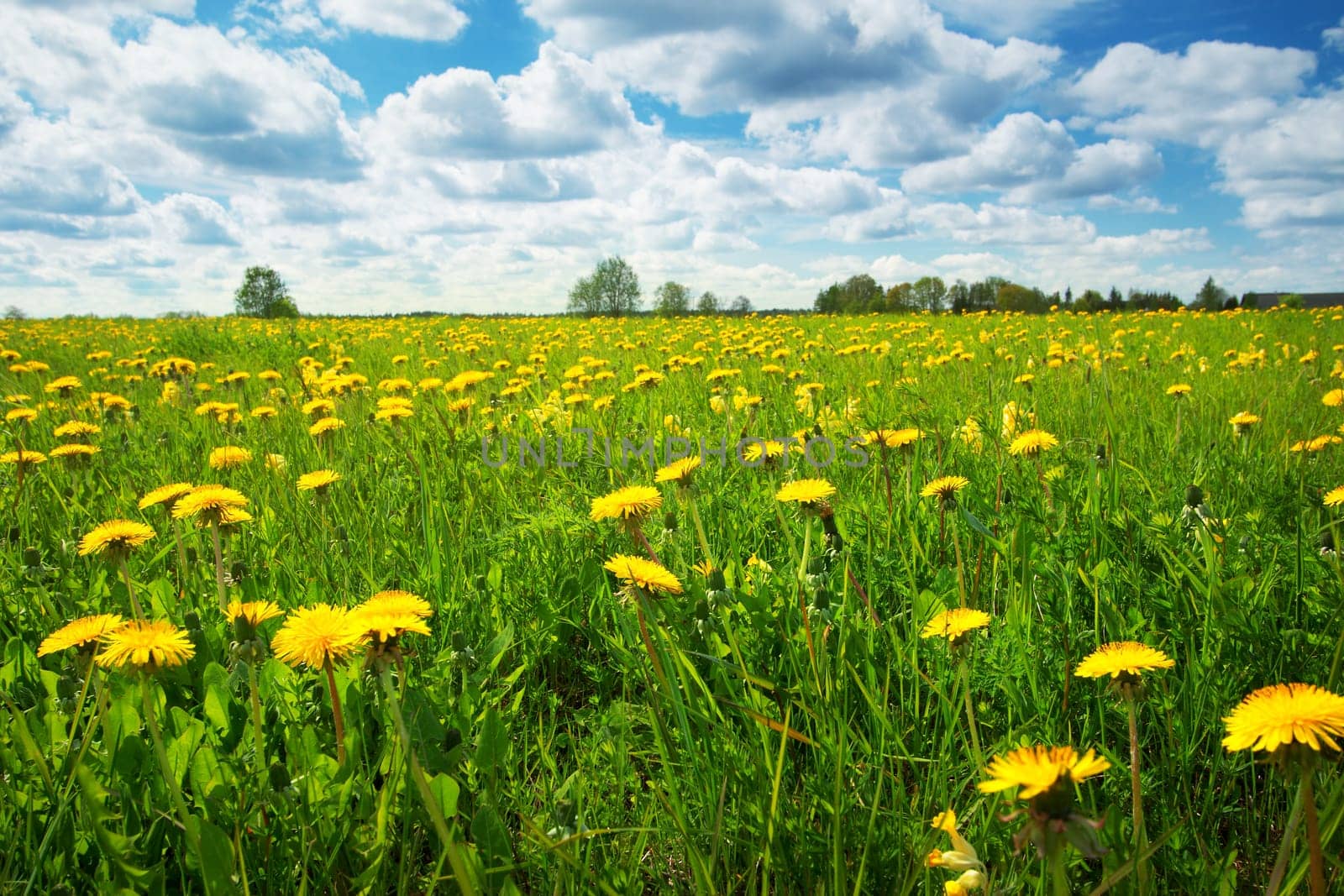 Field with yellow dandelions and blue sky