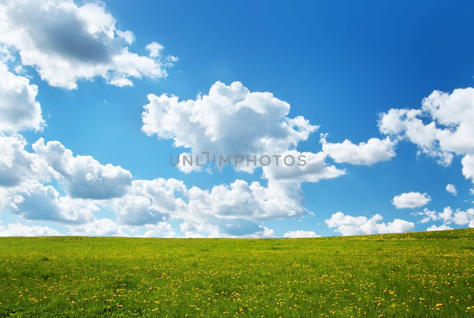 Field with yellow dandelions and blue sky