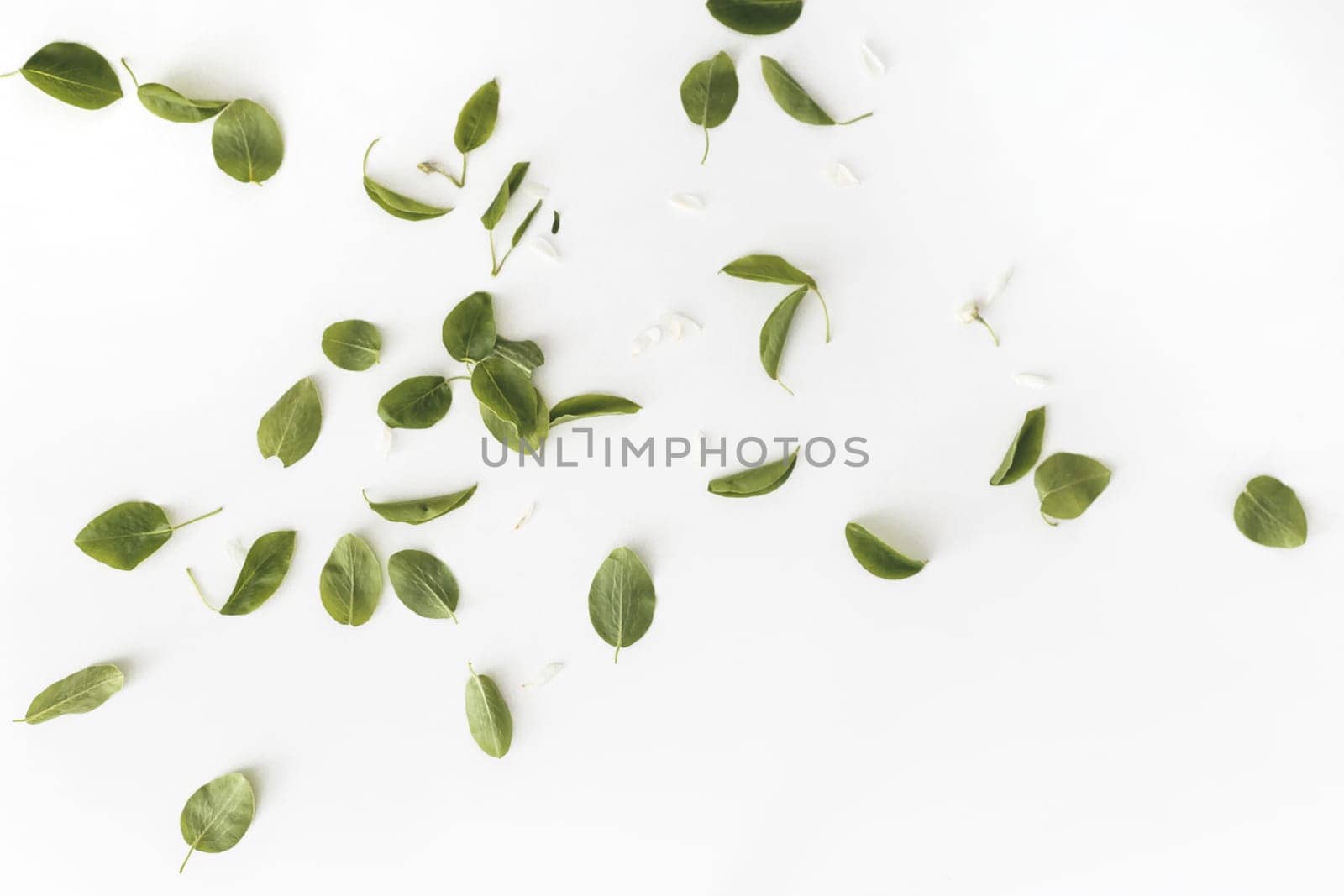 Green leaves and petals flat lay on white background. Spring composition.