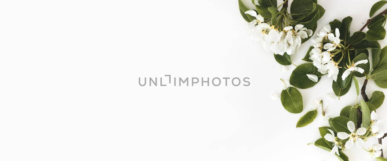 Spring composition. Blooming spring pear branches on a white background, floral frame, top view, flat layout. Spring concept