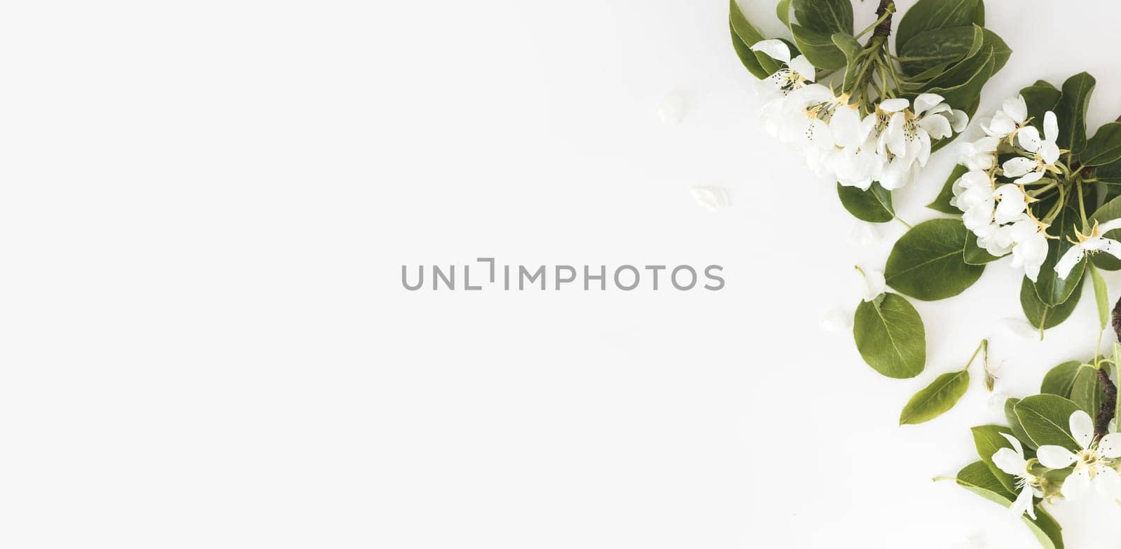 Blooming spring pear branches on a white background, floral frame, top view, flat layout. Spring concept.