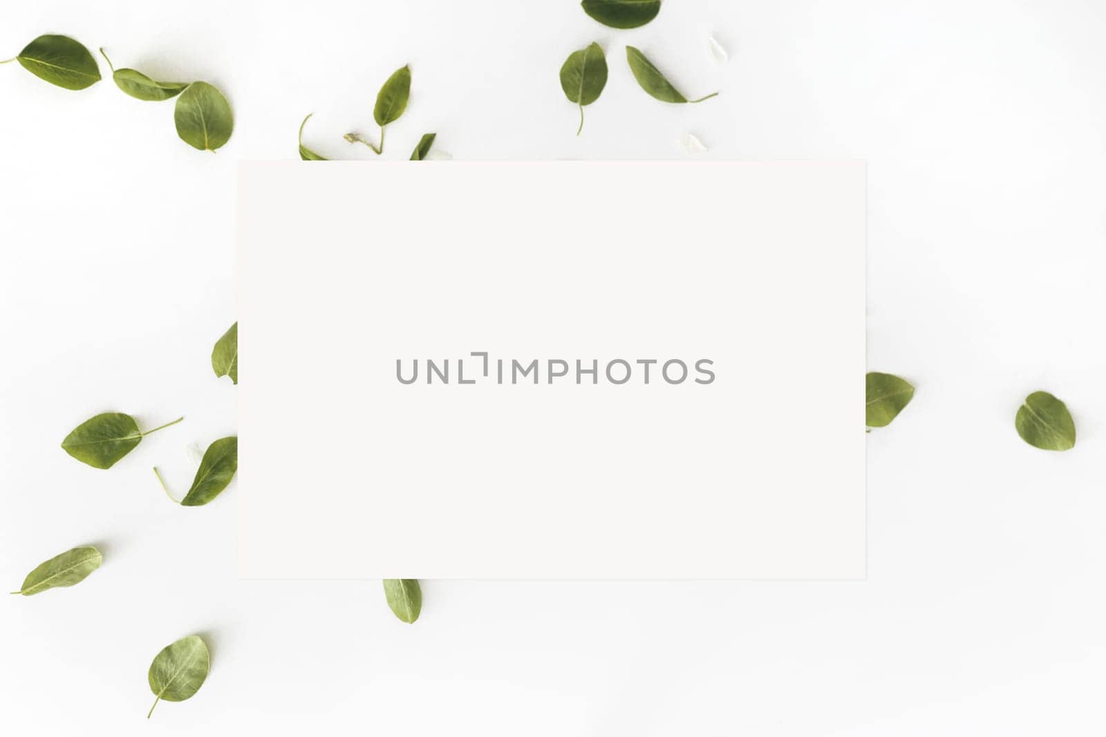 Leaves and blank white card on white background, Top view. Flat lay. Mockup.