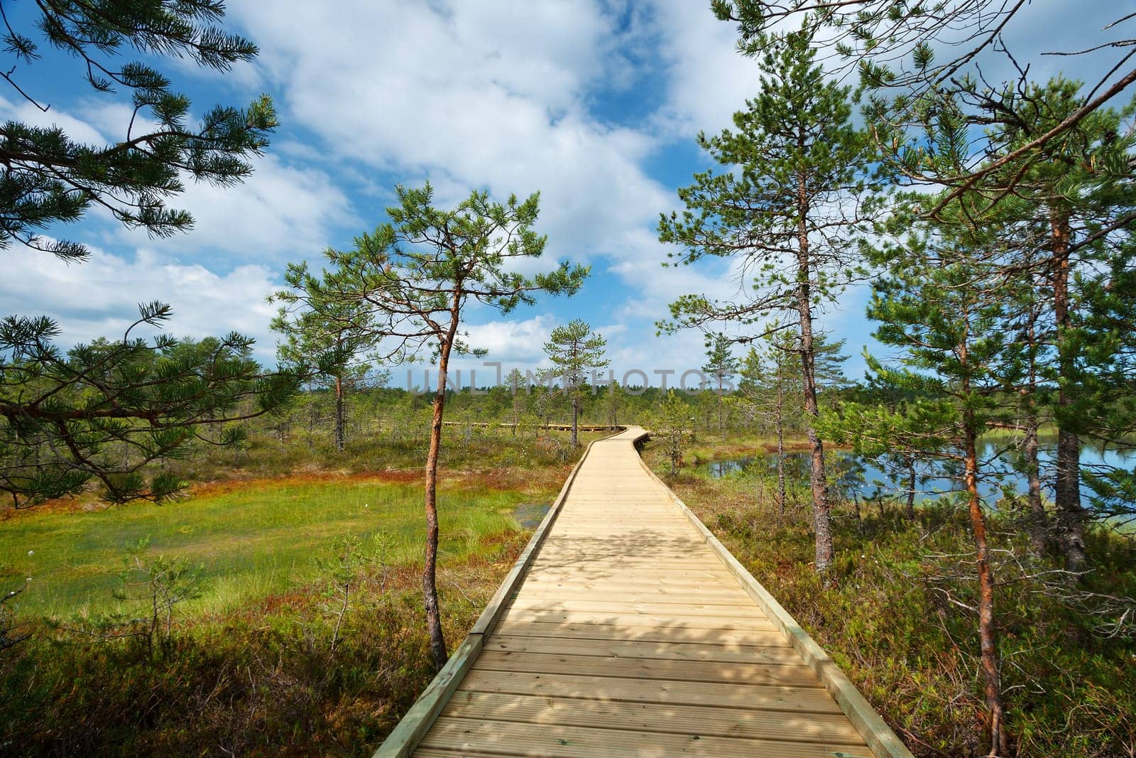 Viru bogs at Lahemaa national park in summer. Wooden path for hiking in sunny day