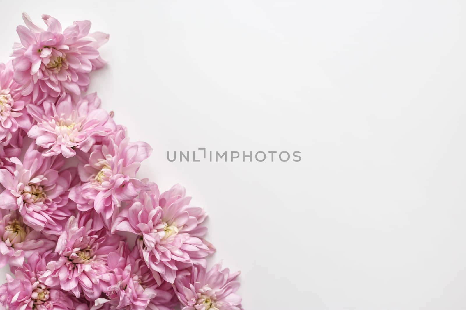 Floral border on white background. Chrysanthemum buds background.