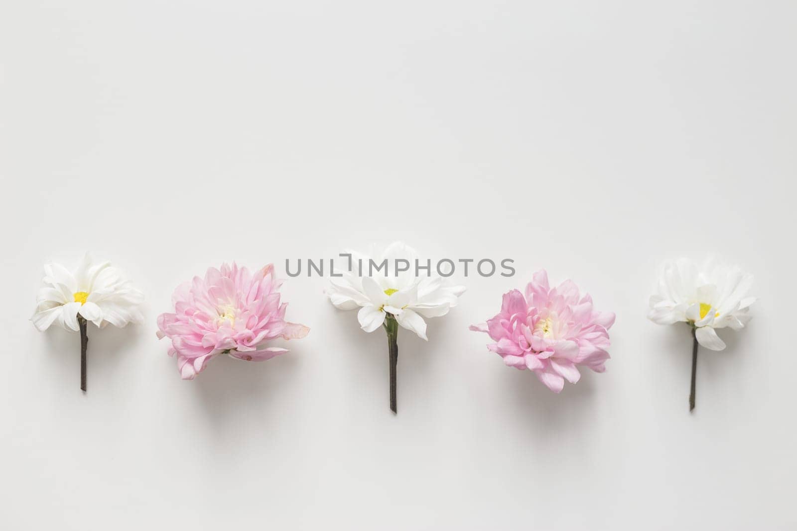 Flowers chrysanthemum row on white background. Flat lay, top view. Spring pastel background.