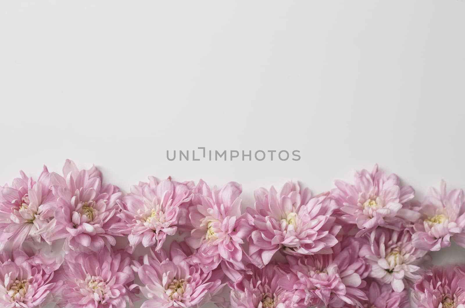 Floral border on white background. Chrysanthemum buds background.