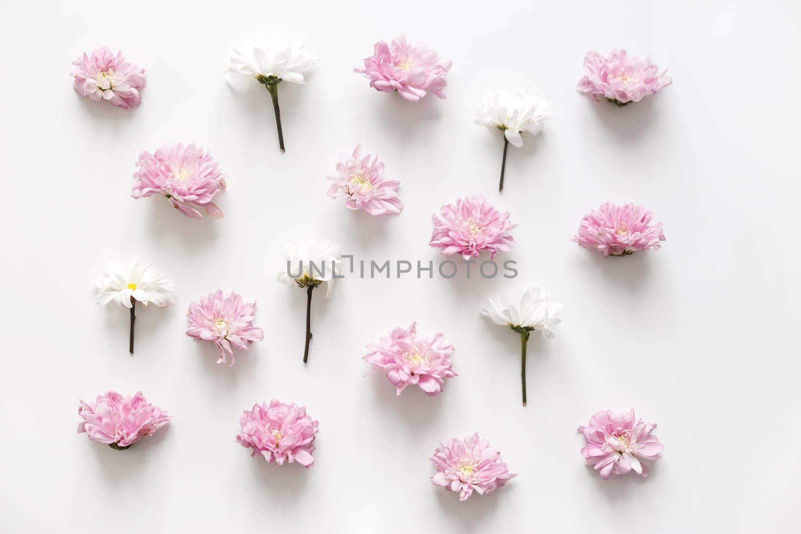 Chrysanthemum pattern spring background, pure concept, fancy color. Flat lay, topview isolated on white.
