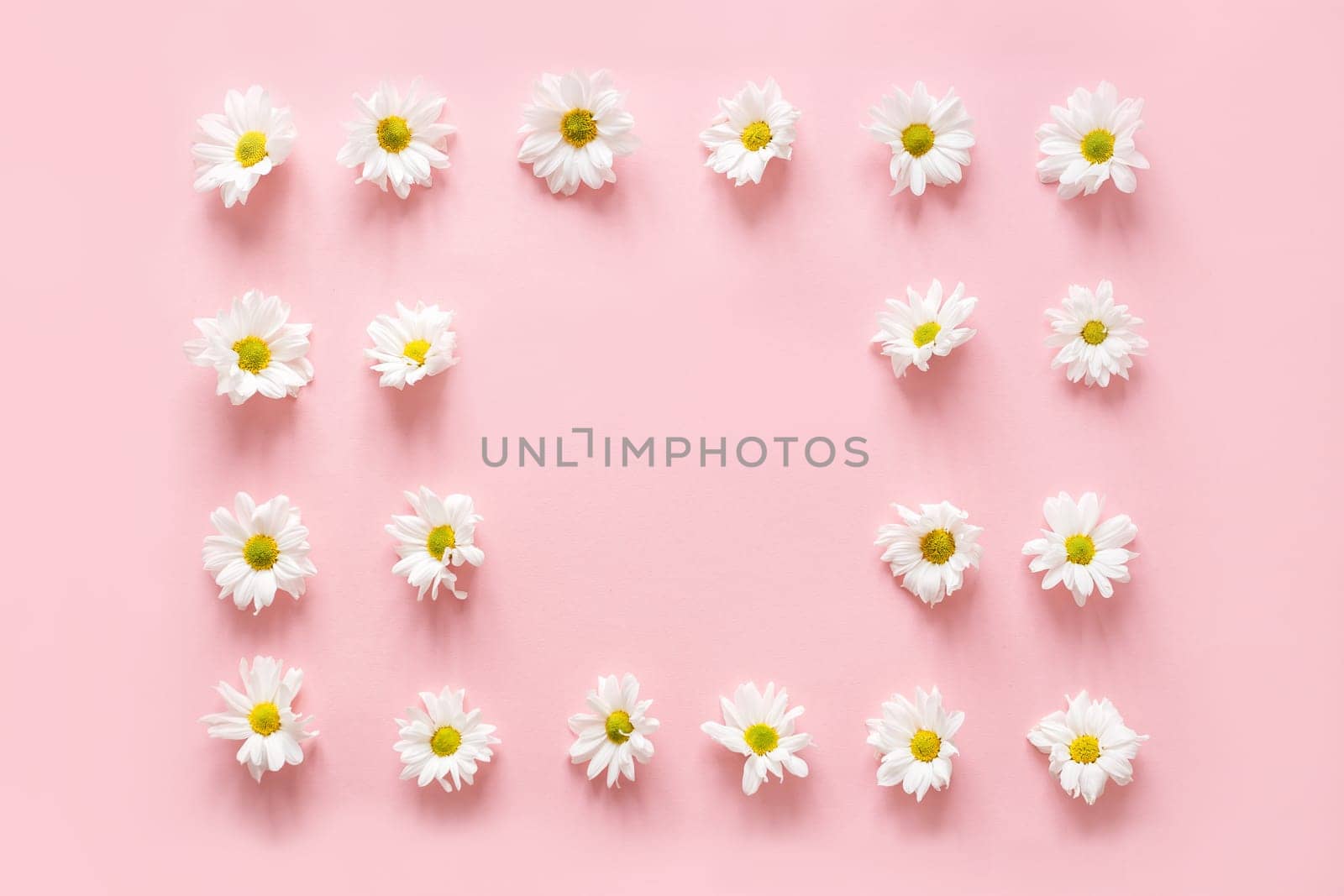 Frame made of white flowers buds on pink background. Flat lay, top view. Spring blog concept/