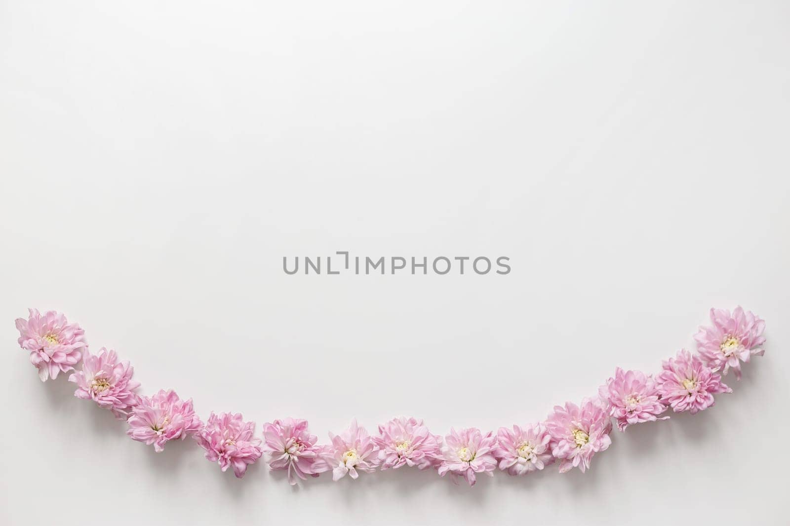 Flowers chrysanthemum row on white background. Flat lay, top view. Spring concept pastel background