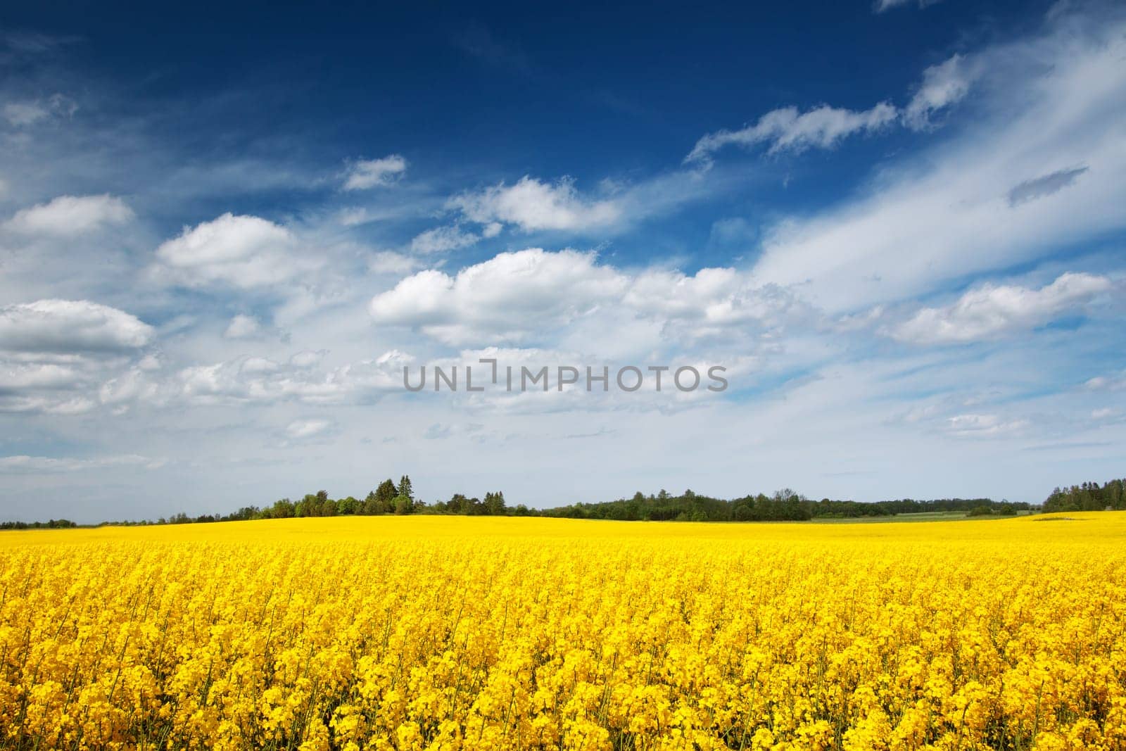 yellow rapeseed field with beautiul clouds in the sky