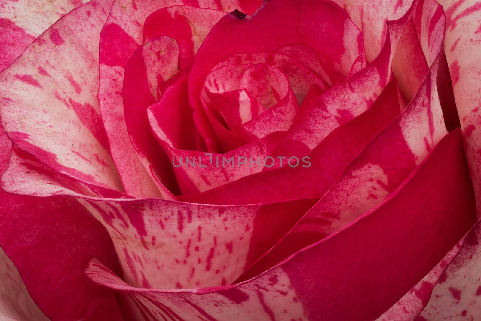 Rose Barracuda, close up and studio shot of beautiful flower