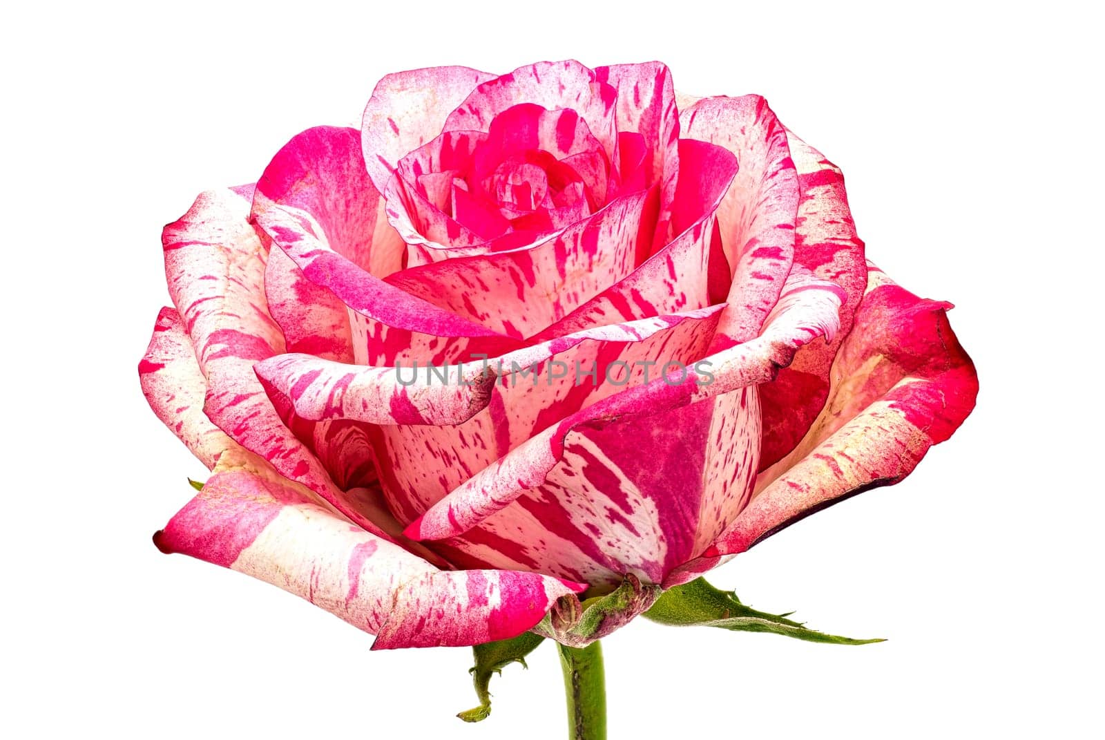 Rose Barracuda, close up and studio shot of beautiful flower