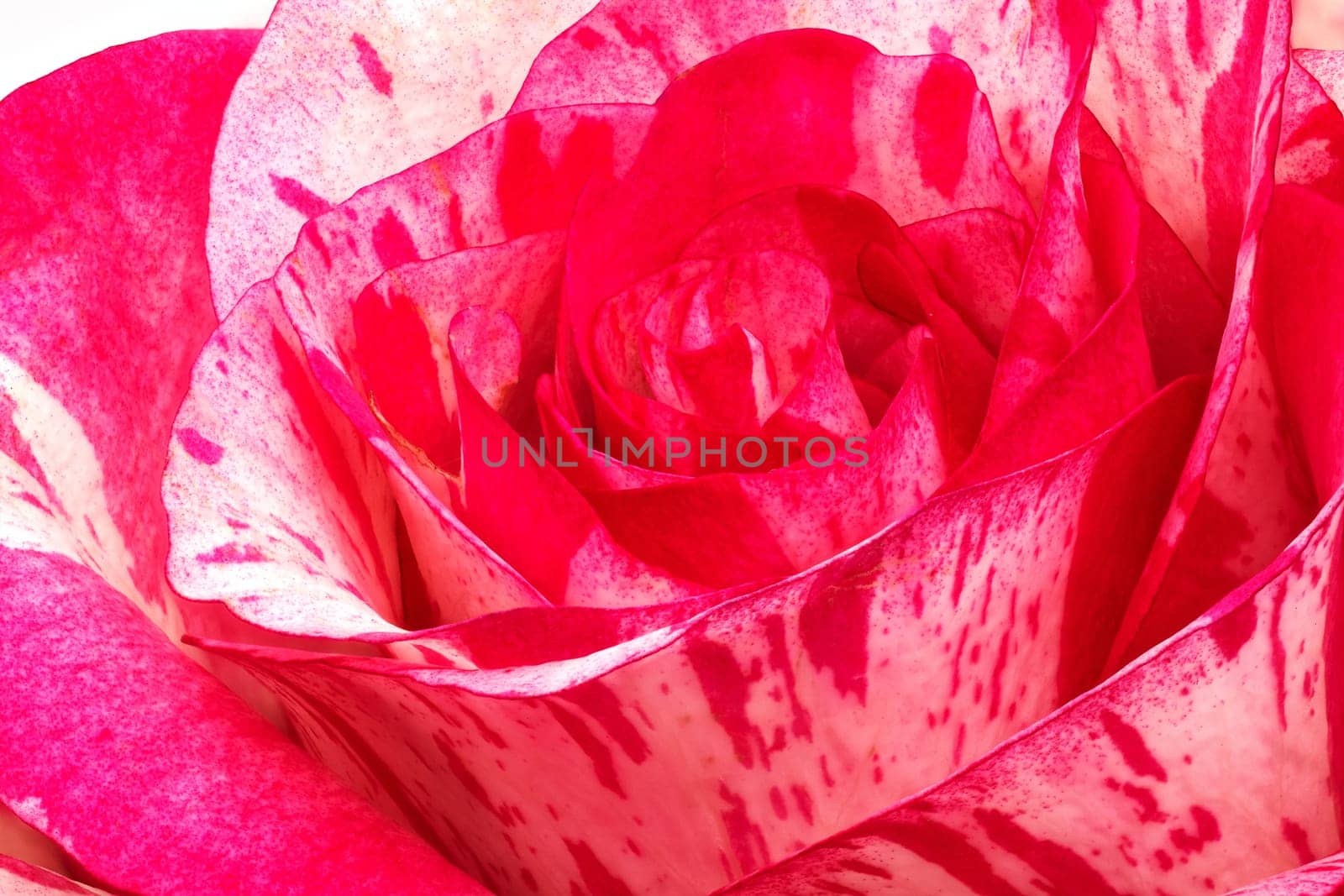 Rose Barracuda, close up and studio shot of beautiful flower