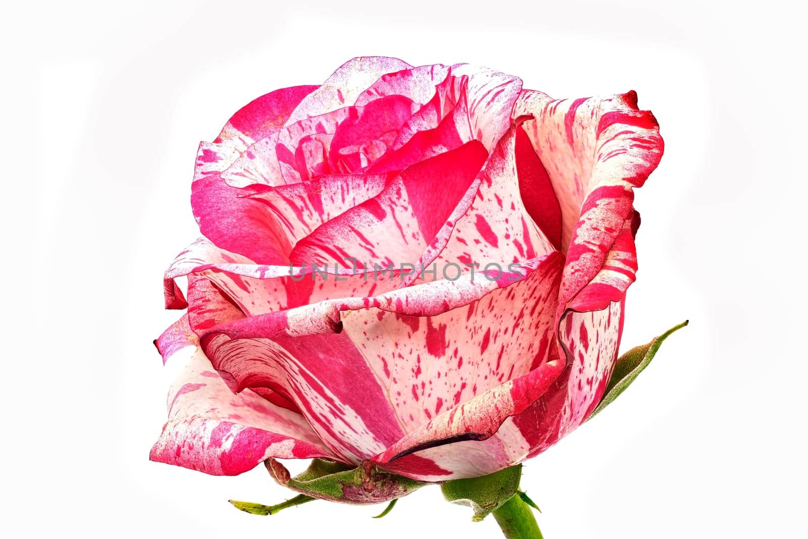 Rose Barracuda, close up and studio shot of beautiful flower