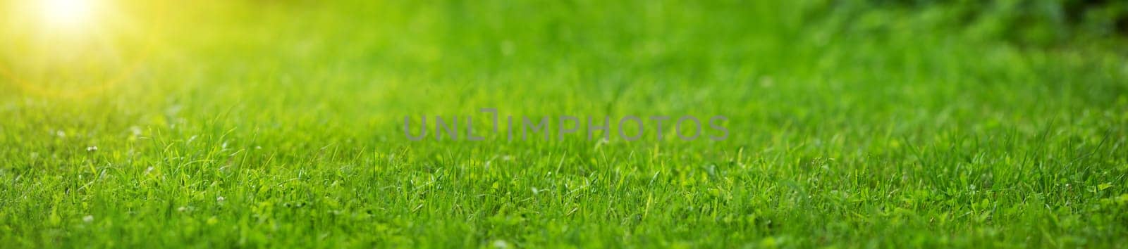 Fresh green grass background in sunny summer day