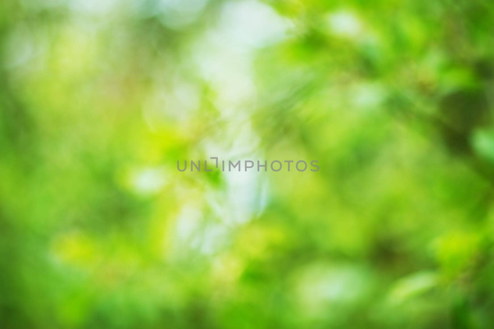 Beautiful blurred green foliage background in summer