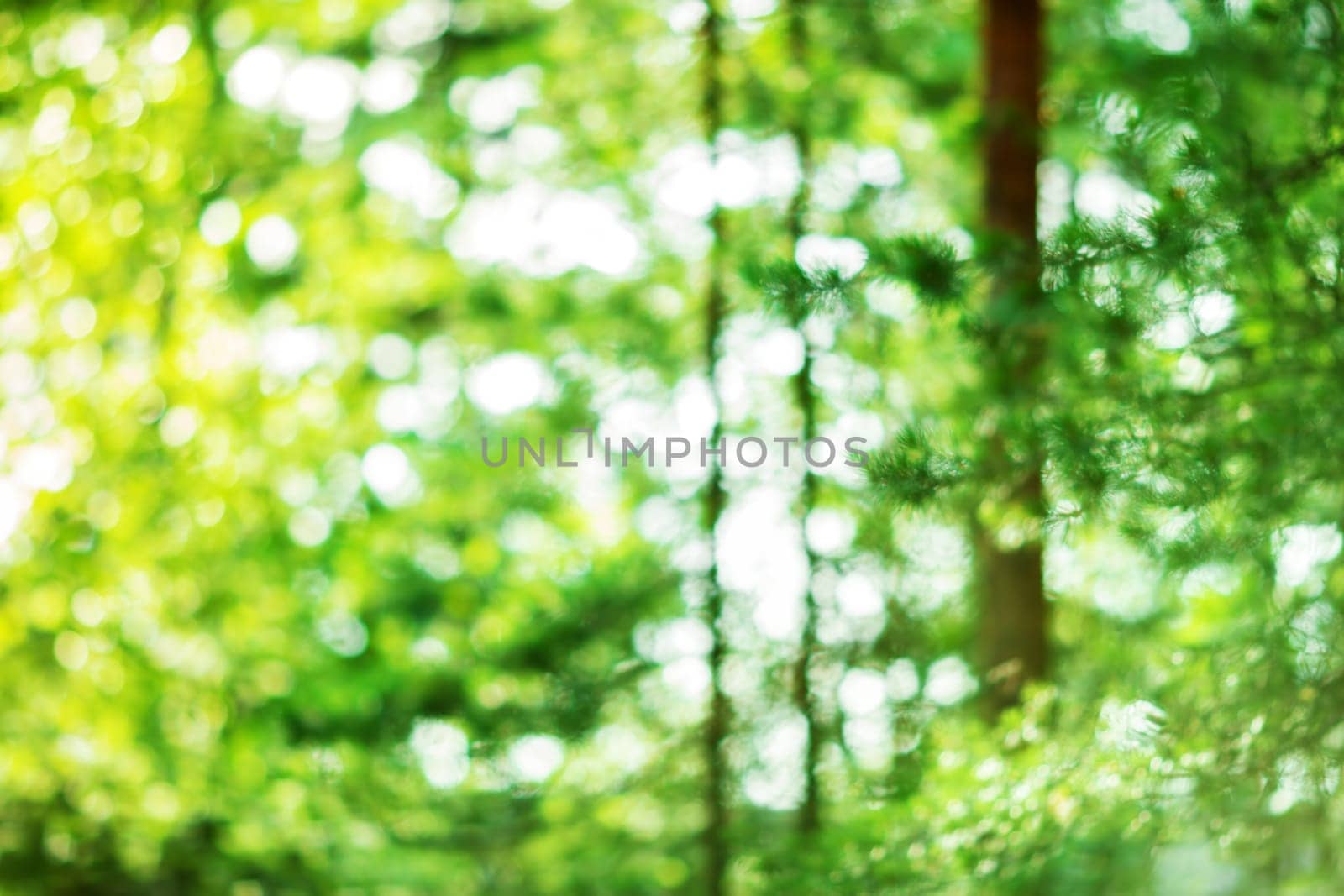 Beautiful blurred green foliage background in summer