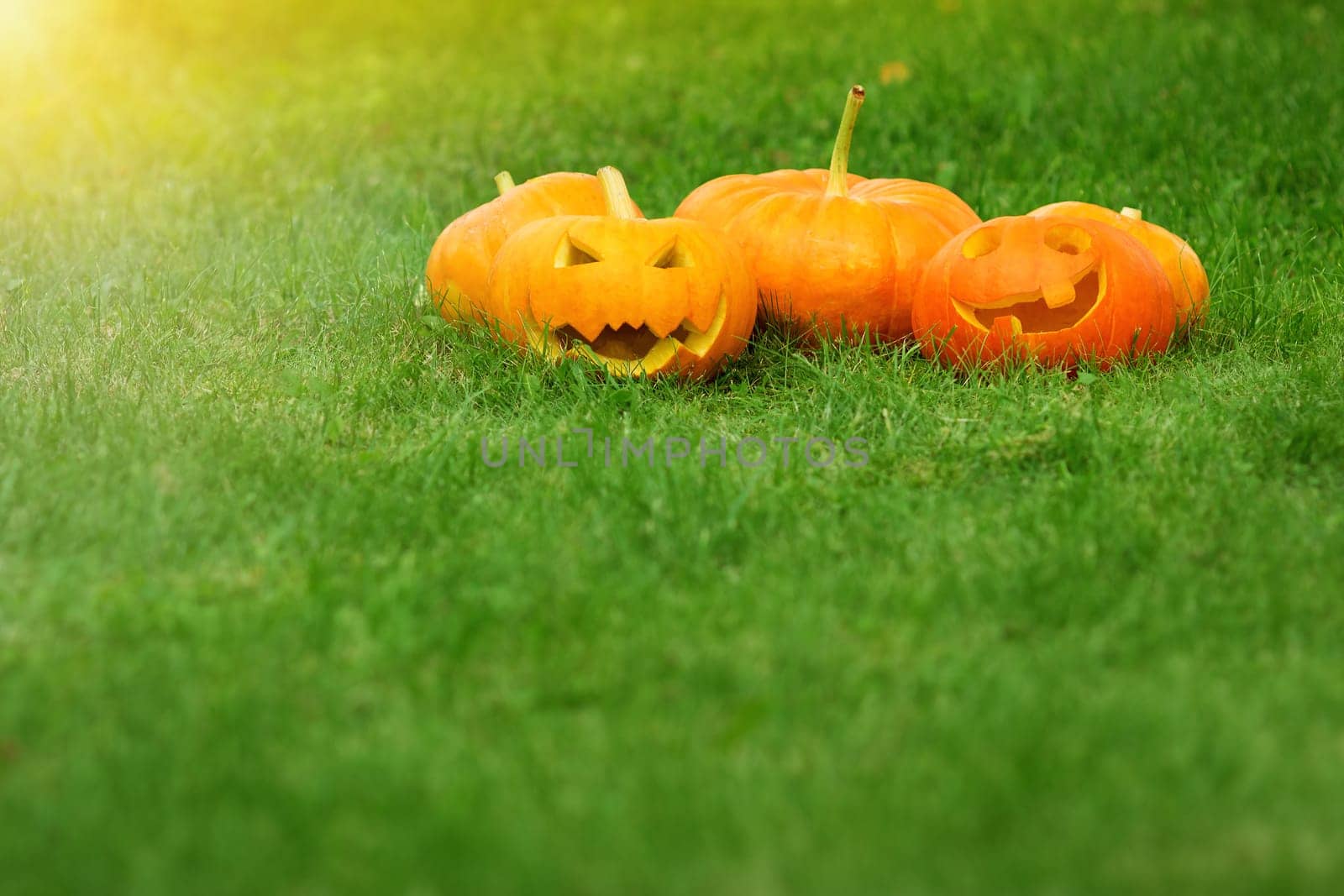 ripe pumpkins for halloween on green grass background